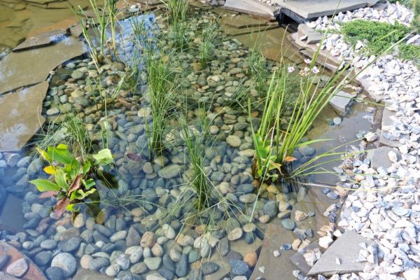 Водные растения для водоёмов собственного разведения